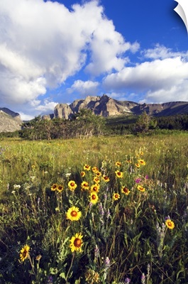 Wildflowers blooming in mountain meadow, Two Dog Flats, Glacier National Park, Montana