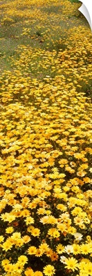 Wildflowers CA
