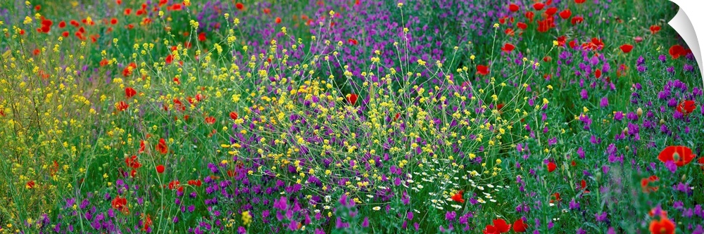 Panoramic photograph of meadow of brightly colored flowers and tall grass