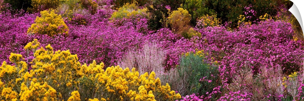 A wide angle photograph taken of purple and yellow wildflowers that cover the land they are on.