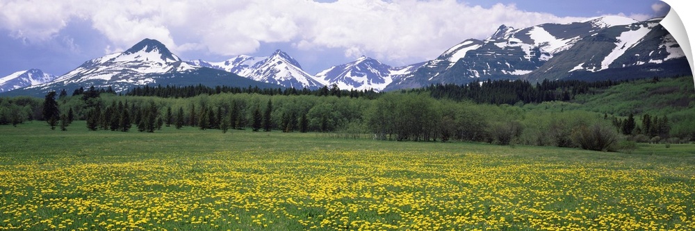 Wildflowers in a field with mountains in the background, East Glacier Park, US Glacier National Park, Montana, USA