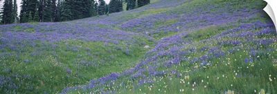 Wildflowers in a field, Mt Rainier National Park, Washington State