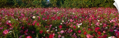 Wildflowers in a field, NCDOT Wildflower Program, Henderson County, North Carolina