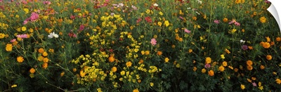 Wildflowers in a field, NCDOT Wildflower Program, Macon County, North Carolina
