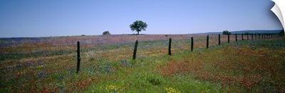Wildflowers in a field Texas