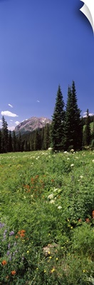 Wildflowers in a forest Crested Butte Gunnison County Colorado
