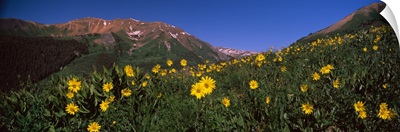 Wildflowers in a forest Kebler Pass Crested Butte Gunnison County Colorado