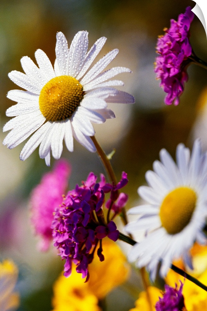 A close up of wild daisies growing amongst other wild flora in this vertical photograph.