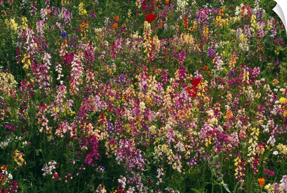 Photograph of colorful flower meadow.