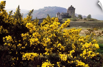 Wildflowers in bloom, distant Eilean Donan Castle, Scotland.