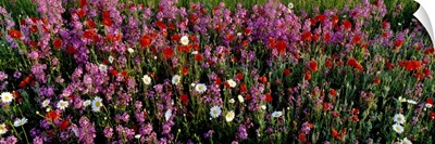 Wildflowers, NCDOT Wildflower Program, Buncombe County, North Carolina