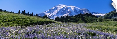 Wildflowers on a landscape, Mt Rainier National Park, Washington State