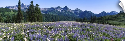 Wildflowers on a landscape, Tatoosh Range, Mt Rainier National Park, Washington State
