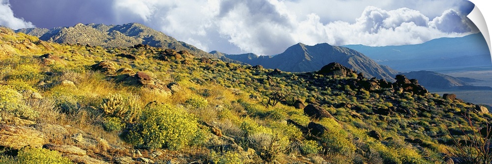 Wildflowers on rocks, Anza Borrego Desert State Park, Borrego Springs, San Diego County, California, USA