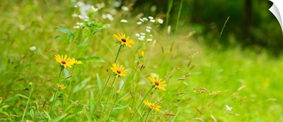 Wildflowers, Portville, New York State