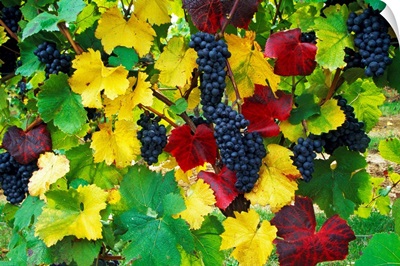 Wine grapes on vine, autumn color, Willamette Valley, Oregon, united states,