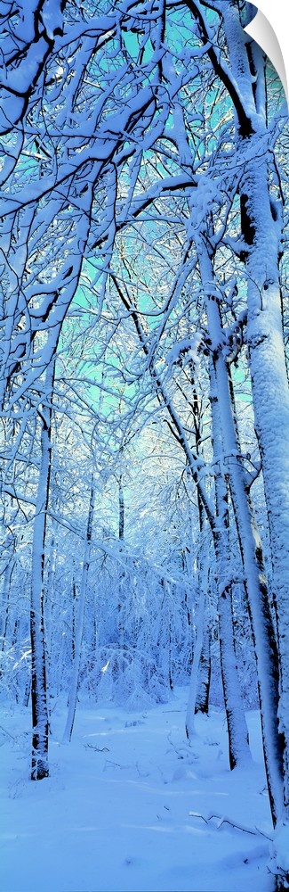 Tall and narrow photo on canvas of a forest with snow covered trees.