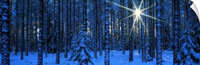 Winter Forest Sunburst