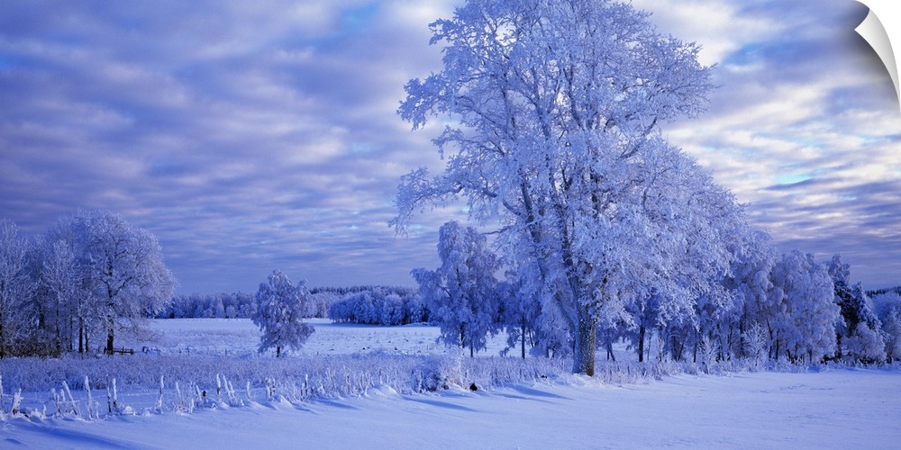 Winter Scenic Betsemark Sweden