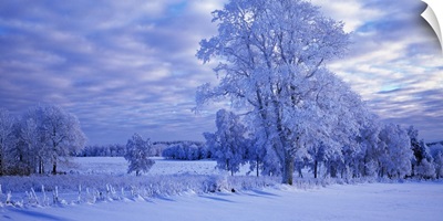 Winter Scenic Betsemark Sweden