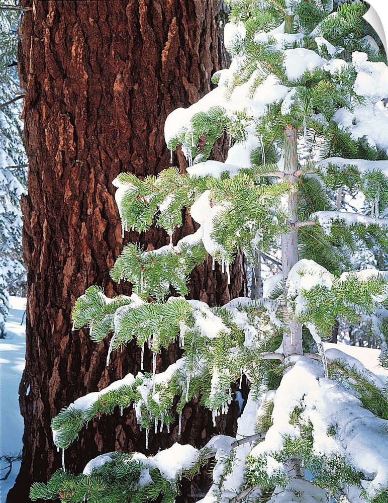 Winter Tree Sierra Nevada Mts CA