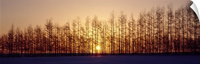 Winter Trees Hokkaido Japan