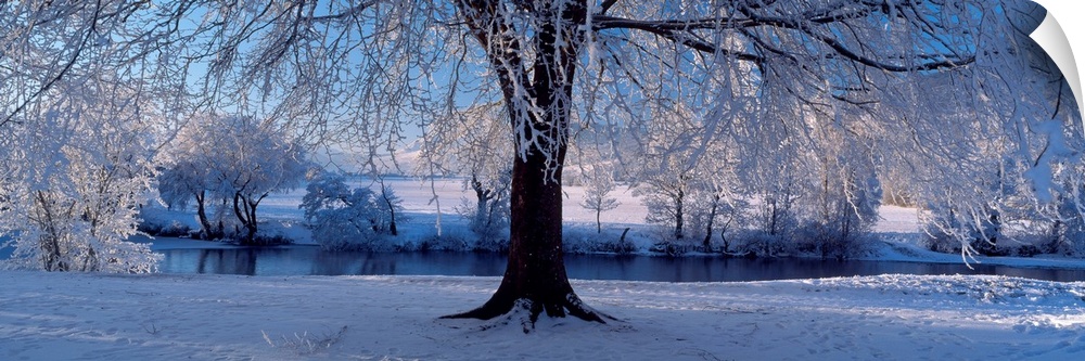 Panoramic size wall art of a tree covered in snow and ice in this landscape photograph.