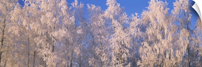 Winter Trees With Frost AK