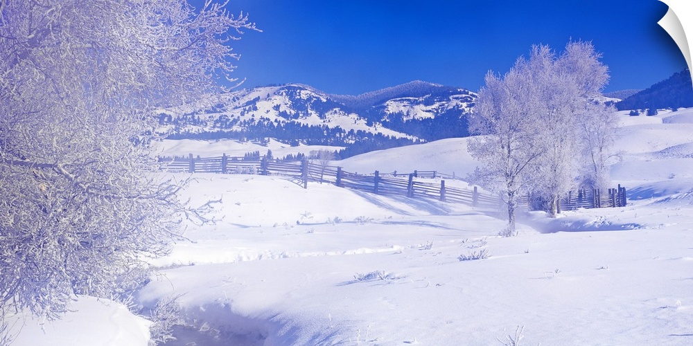 Snow blankets the ground and covers the trees that are in the foreground with a mountainous view behind them.