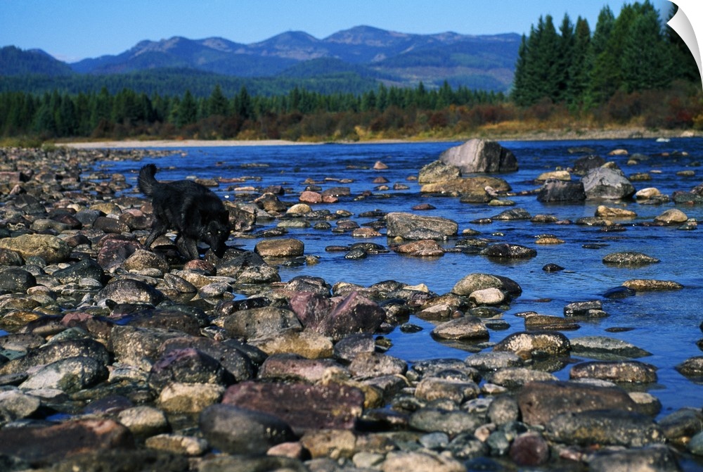 Wolf On Rocks At Edge Of Flathead River