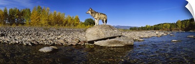 Wolf standing on a rock at the riverbank, US Glacier National Park, Montana