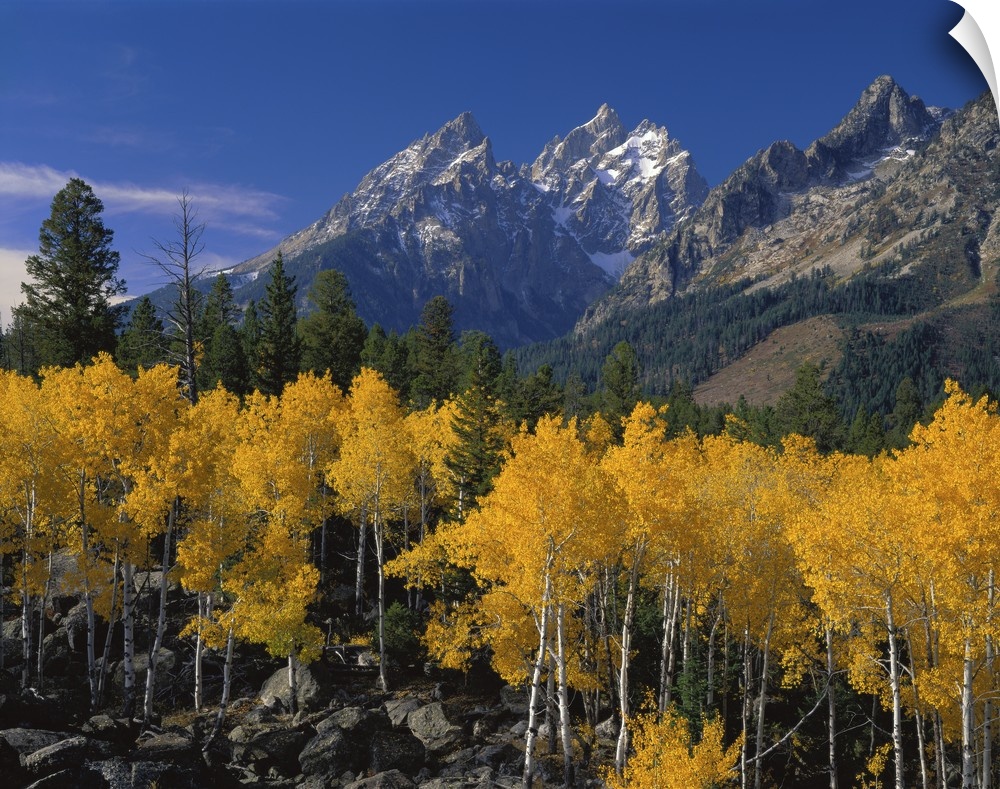 Large canvas photo art of rugged pointy mountains with golden trees in the foreground.