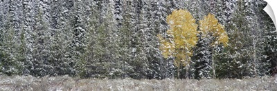 Wyoming, Grand Teton National Park, Pine trees in a forest
