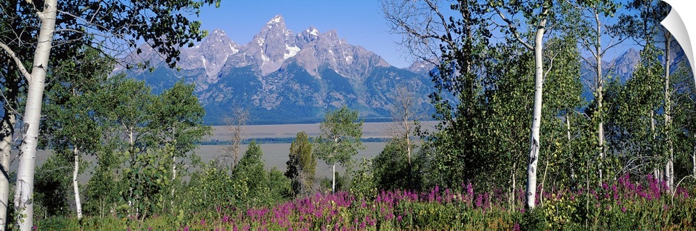Panoramic photograph of grass, tree, and flower filled landscape with rocky and snow capped mountains in the background.