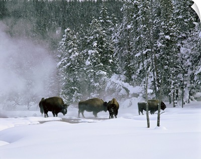 Wyoming, View of bison in the snow