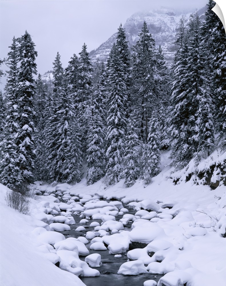 Big, vertical photograph of a small stream of water running through a snow covered landscape, surrounded by tall pines, a ...