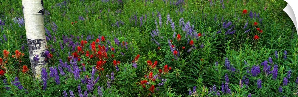 Panoramic photograph taken of wild flowers that have grown around an aspen tree.