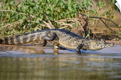 Yacare caiman Caiman crocodilus yacare at riverbank Three Brothers River Meeting of the Waters State Park Pantanal Wetlands Brazil