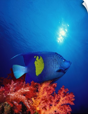 Yellow Banded angelfish (Pomacanthus maculosus) with soft corals in the ocean