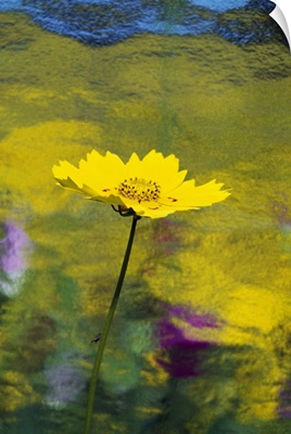 Yellow Flower In Bloom