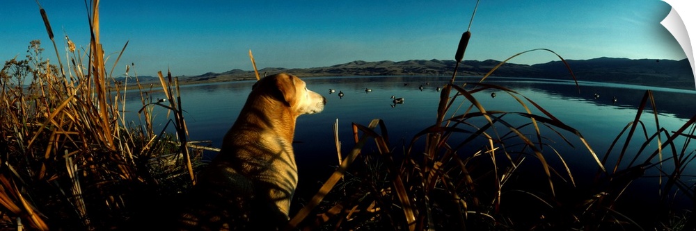 Panoramic photograph displays a dog patiently waiting in a group of cattails overlooking a large lake filled with decoys i...