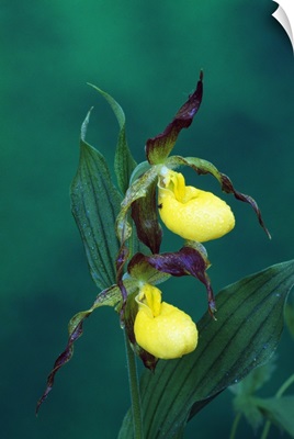 Yellow ladyslipper orchid flower blossoms, close up, Michigan