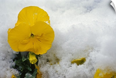 Yellow pansy flower blossom in spring snow.