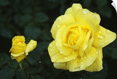 Yellow rose flowers blooming, close up.