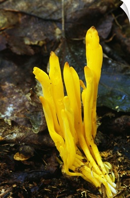 Yellow spindle coral mushrooms (Clavulinopsis fusiformis) growing in leaf litter, New York