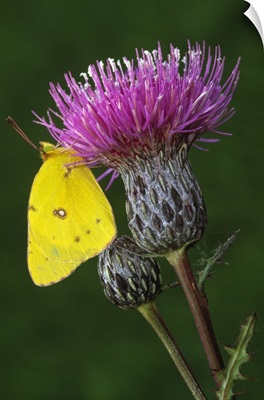 Yellow sulfur butterfly on thistle blossom, close up, Michigan