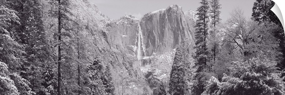 Photograph of Yosemite Falls in winter with snow covered trees framing the frozen waterfall on the cliff.