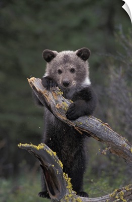 Young GrizzliyBear Hanging on a Tree