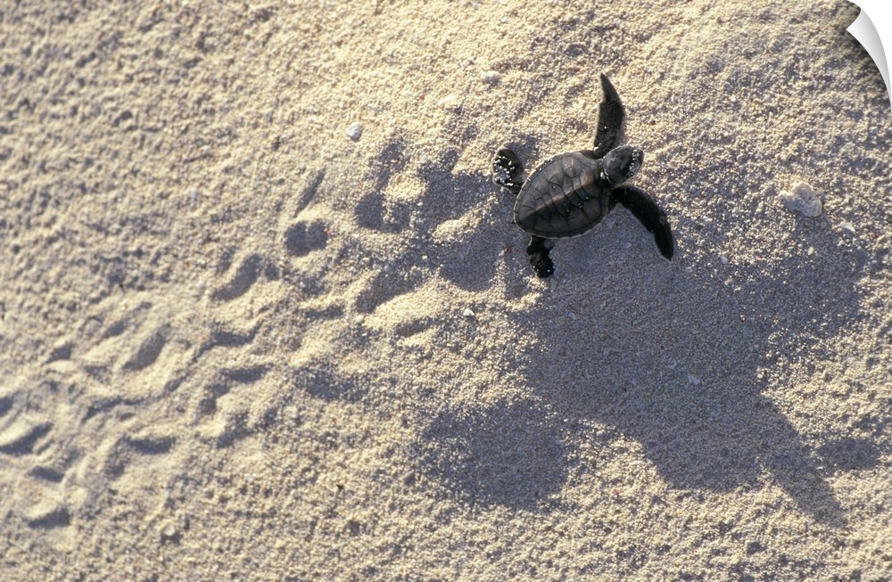 Landscape, oversized photograph of a baby sea turtle making its way across the sand, its fin prints trailing behind.