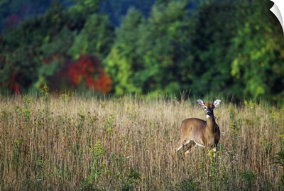 Young whitetail spike buck in autumn color meadow.